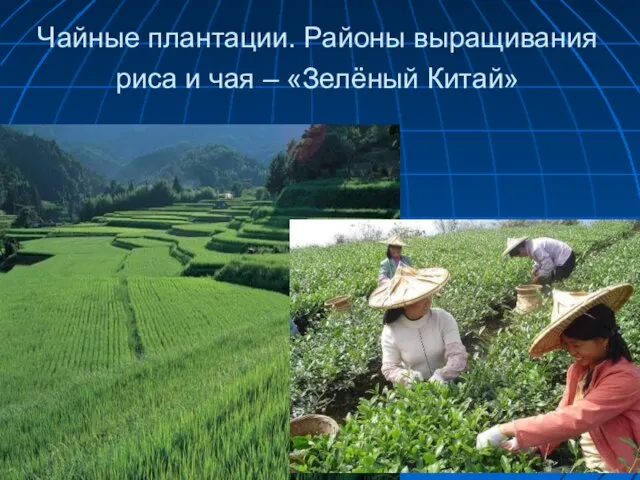 Чайные плантации. Районы выращивания риса и чая – «Зелёный Китай»