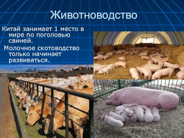 Животноводство Китай занимает 1 место в мире по поголовью свиней. Молочное скотоводство только начинает развиваться.