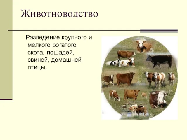 Животноводство Разведение крупного и мелкого рогатого скота, лошадей, свиней, домашней птицы.