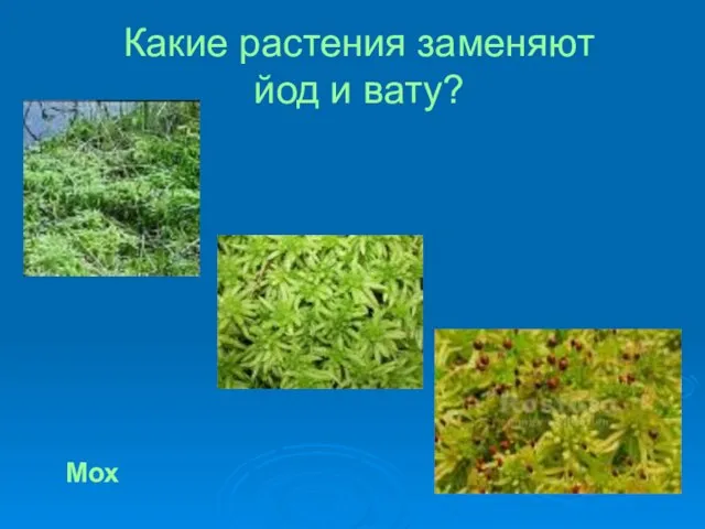 Какие растения заменяют йод и вату? Мох