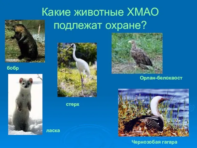 Какие животные ХМАО подлежат охране? бобр ласка стерх Чернозобая гагара Орлан-белохвост