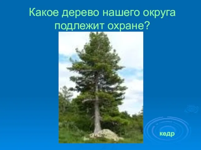 Какое дерево нашего округа подлежит охране? кедр