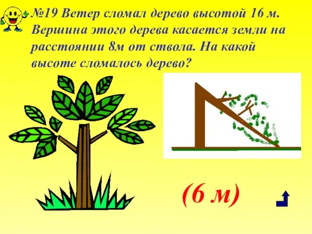 №19 Ветер сломал дерево высотой 16 м. Вершина этого дерева касается земли