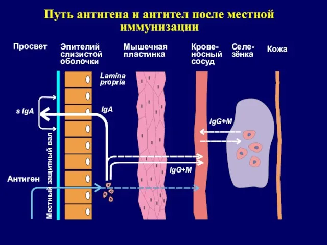 Путь антигена и антител после местной иммунизации