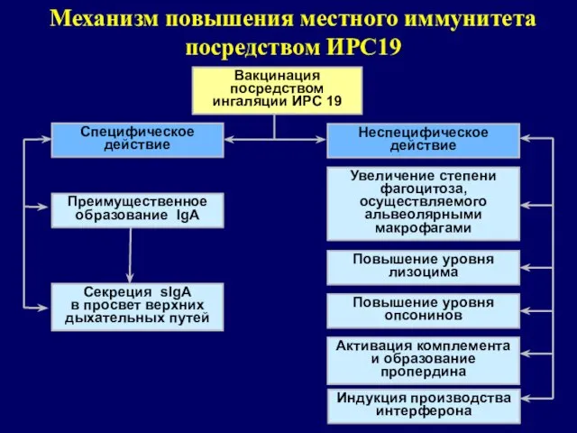 Механизм повышения местного иммунитета посредством ИРС19