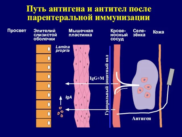 Путь антигена и антител после парентеральной иммунизации