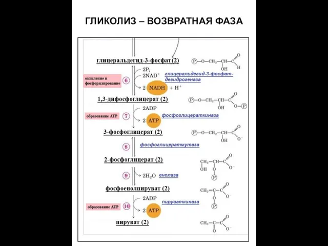 ГЛИКОЛИЗ – ВОЗВРАТНАЯ ФАЗА