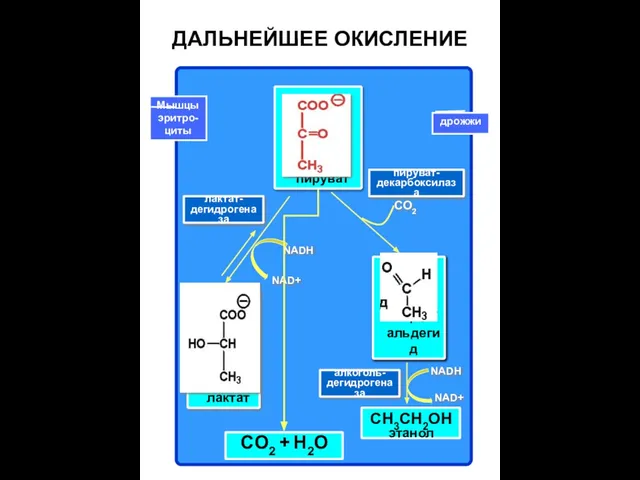 ацет- альдегид ДАЛЬНЕЙШЕЕ ОКИСЛЕНИЕ пируват NADH NAD+ NADH NAD+ CO2 лактат- дегидрогеназа