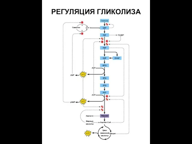 РЕГУЛЯЦИЯ ГЛИКОЛИЗА