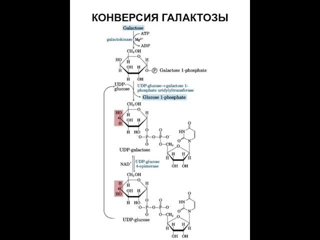 КОНВЕРСИЯ ГАЛАКТОЗЫ