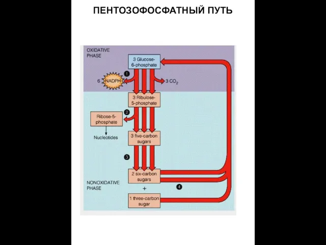 ПЕНТОЗОФОСФАТНЫЙ ПУТЬ