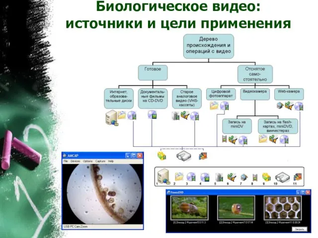 Биологическое видео: источники и цели применения