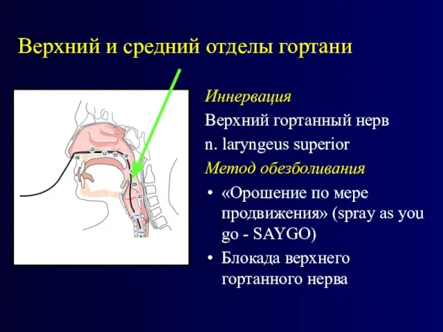 Верхний и средний отделы гортани Иннервация Верхний гортанный нерв n. laryngeus superior