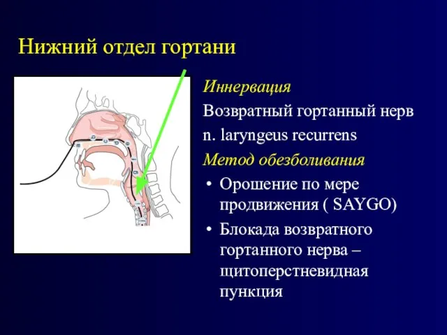 Нижний отдел гортани Иннервация Возвратный гортанный нерв n. laryngeus recurrens Метод обезболивания
