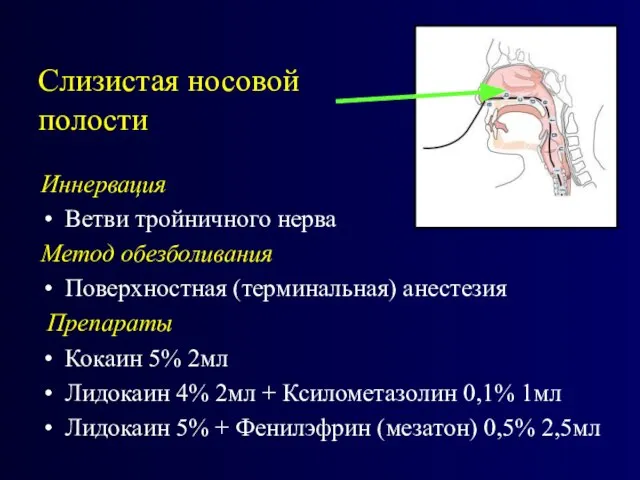 Слизистая носовой полости Иннервация Ветви тройничного нерва Метод обезболивания Поверхностная (терминальная) анестезия