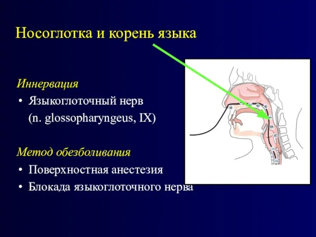 Носоглотка и корень языка Иннервация Языкоглоточный нерв (n. glossopharyngeus, IX) Метод обезболивания