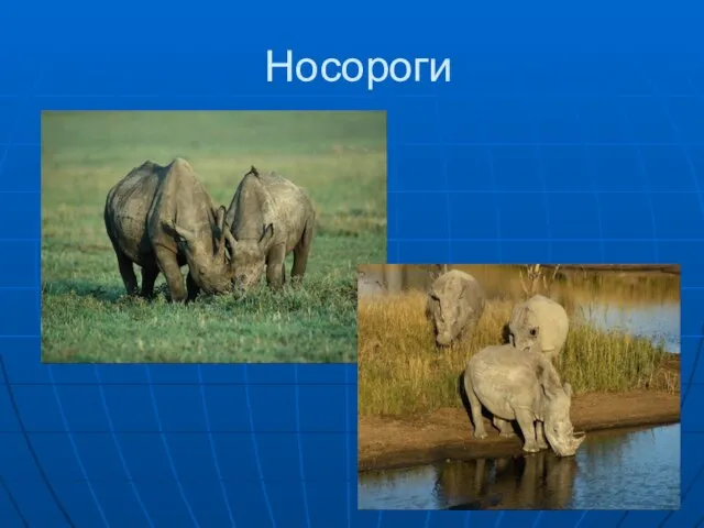 Носороги