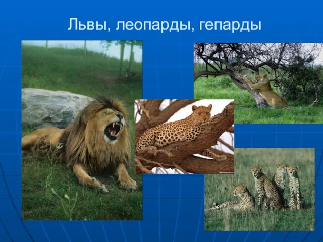 Львы, леопарды, гепарды