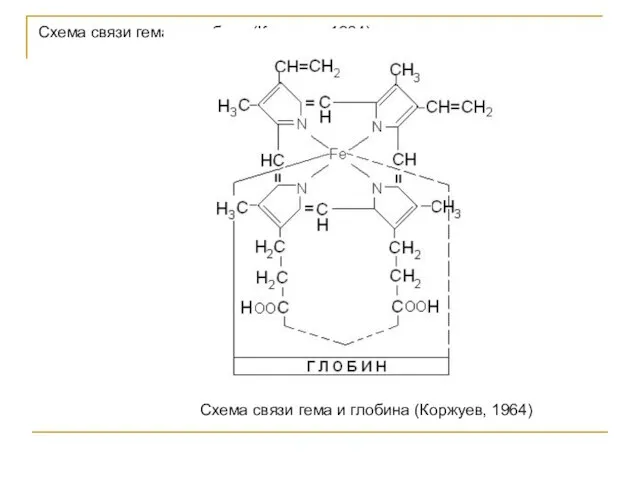Схема связи гема и глобина (Коржуев, 1964) Схема связи гема и глобина (Коржуев, 1964)