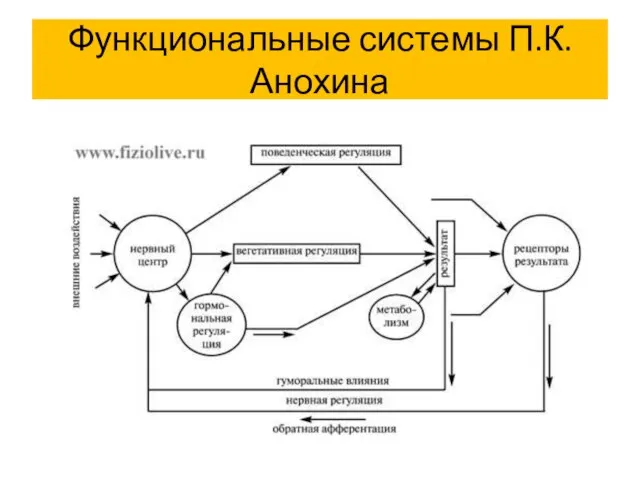 Функциональные системы П.К. Анохина