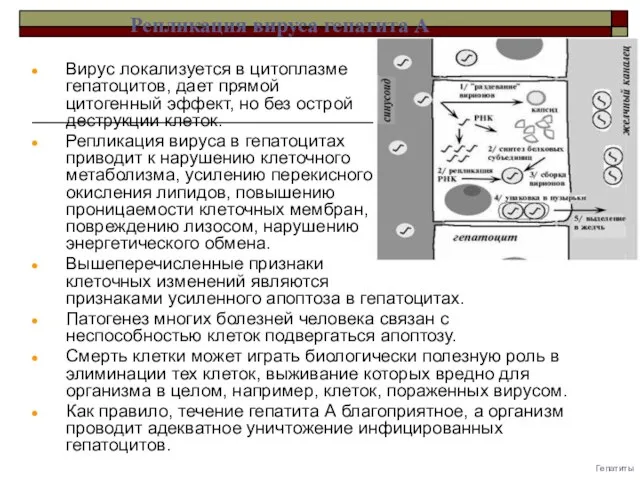 Гепатиты Вирус локализуется в цитоплазме гепатоцитов, дает прямой цитогенный эффект, но без