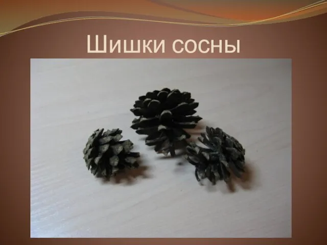 Шишки сосны