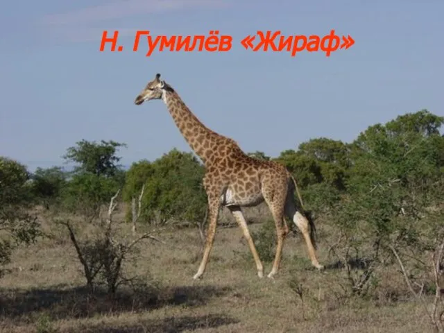Н. Гумилёв «Жираф»