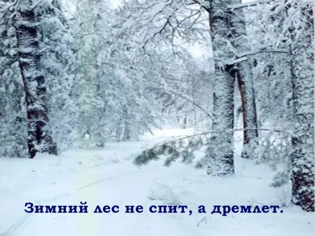 Зимний лес не спит, а дремлет.