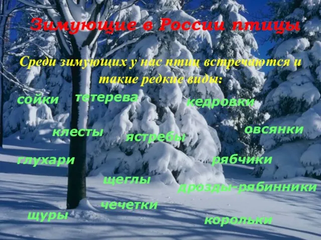 Зимующие в России птицы Среди зимующих у нас птиц встречаются и такие