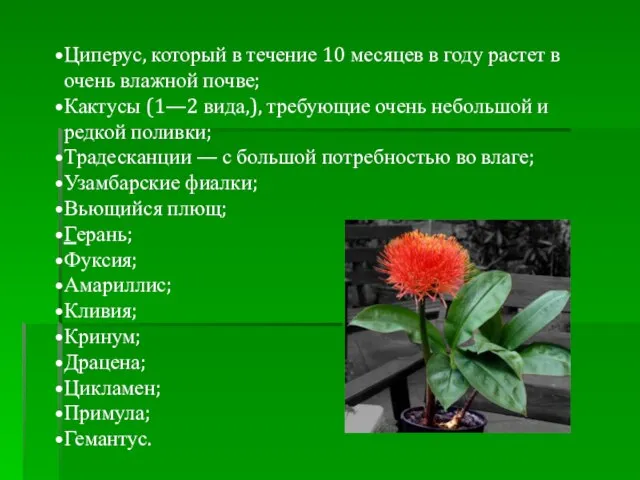 Циперус, который в течение 10 месяцев в году растет в очень влажной