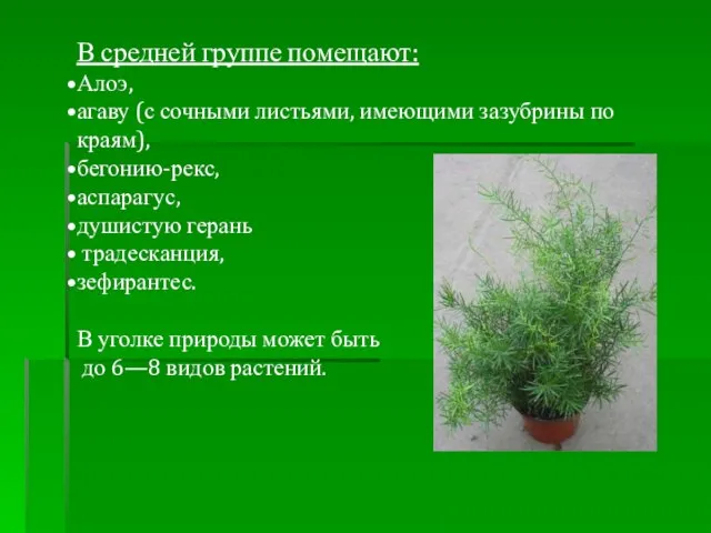 В средней группе помещают: Алоэ, агаву (с сочными листьями, имеющими зазубрины по