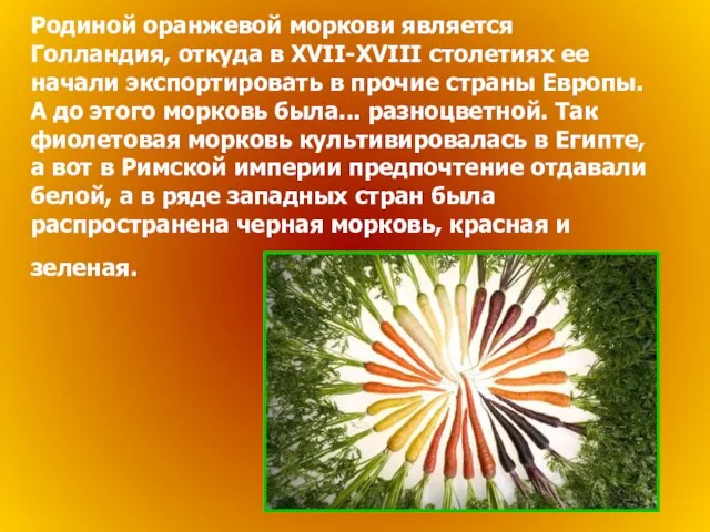 Родиной оранжевой моркови является Голландия, откуда в XVII-XVIII столетиях ее начали экспортировать