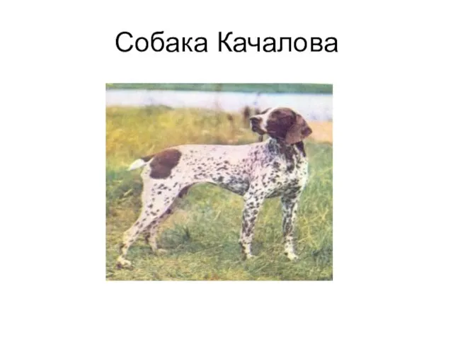 Собака Качалова