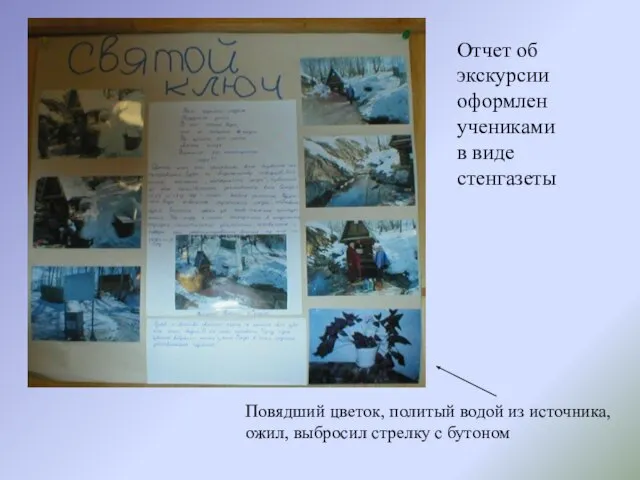 Повядший цветок, политый водой из источника, ожил, выбросил стрелку с бутоном Отчет