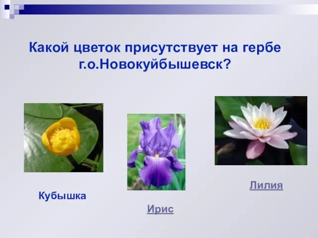 Какой цветок присутствует на гербе г.о.Новокуйбышевск? Кубышка Ирис Лилия