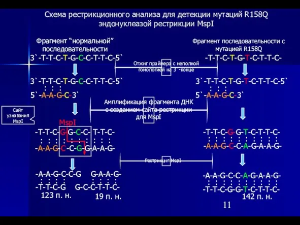 : : : : 19 п. н. Фрагмент “нормальной” последовательности Фрагмент последовательности