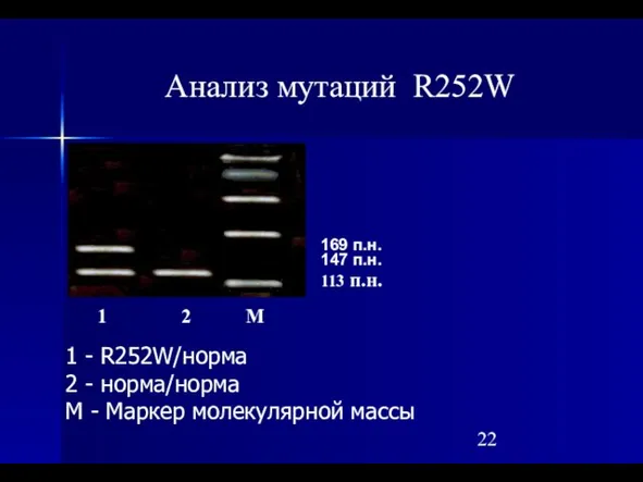 Анализ мутаций R252W 1 - R252W/норма 2 - норма/норма М - Маркер молекулярной массы