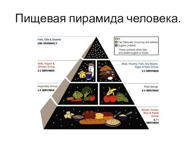 Пищевая пирамида человека.