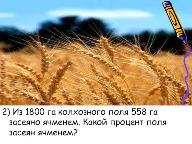 2) Из 1800 га колхозного поля 558 га засеяно ячменем. Какой процент поля засеян ячменем?