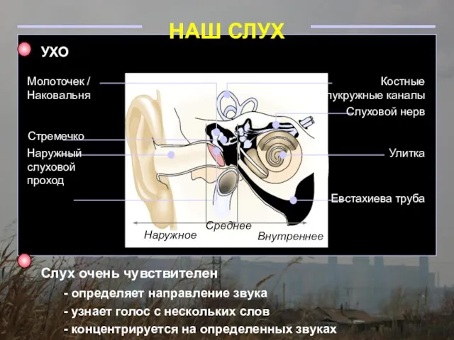 НАШ СЛУХ Слух очень чувствителен - определяет направление звука - узнает голос