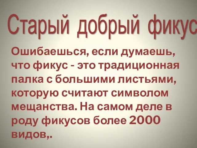 Ошибаешься, если думаешь, что фикус - это традиционная палка с большими листьями,