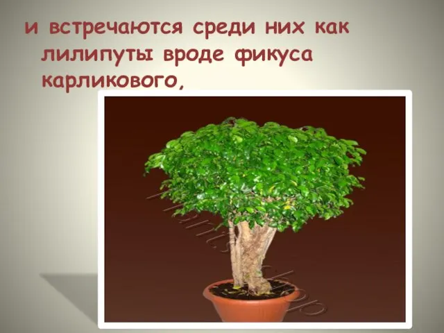 и встречаются среди них как лилипуты вроде фикуса карликового,