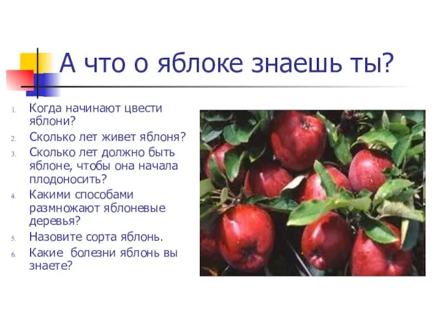 А что о яблоке знаешь ты? Когда начинают цвести яблони? Сколько лет