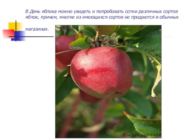 В День яблока можно увидеть и попробовать сотни различных сортов яблок, причем,