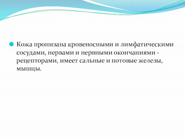 Кожа пронизана кровеносными и лимфатическими сосудами, нервами и нервными окончаниями - рецепторами,