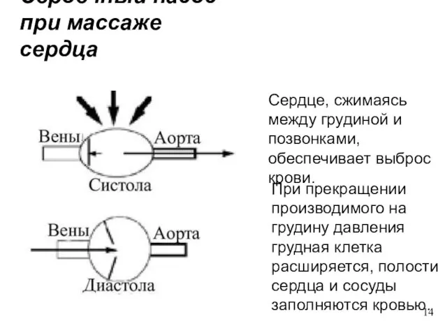 Сердечный насос при массаже сердца Сердце, сжимаясь между грудиной и позвонками, обеспечивает