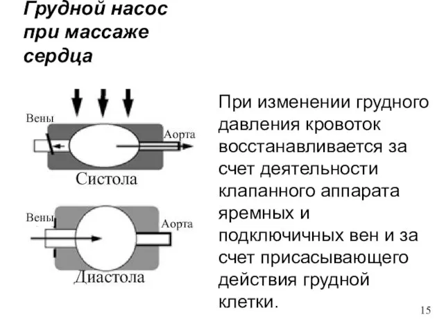 Грудной насос при массаже сердца При изменении грудного давления кровоток восстанавливается за