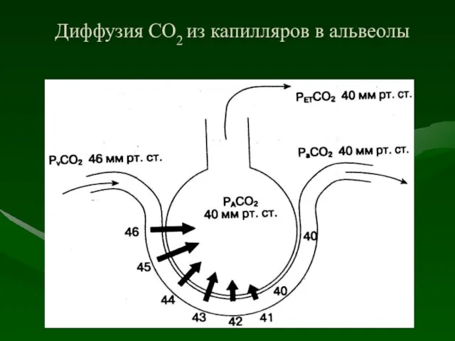 Диффузия СО2 из капилляров в альвеолы