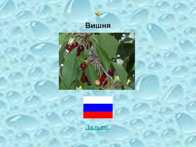 Вишня Дальше