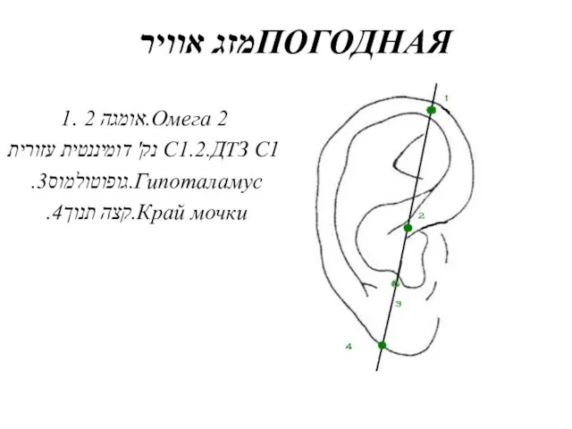 מזג אווירПОГОДНАЯ אומגה 2 .1.Омега 2 נק' דומיננטית עזורית C1.2.ДТЗ С1 .גופוטולמוס3.Гипоталамус .קצה תנוך4.Край мочки